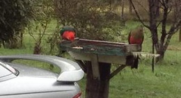 obrázek - Eildon Holiday Park