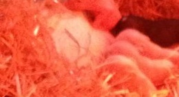 obrázek - Cold Creek Farm