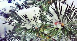 obrázek - Námestovo