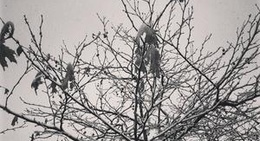 obrázek - Lassani Square (Πλατεία Λασσάνη)