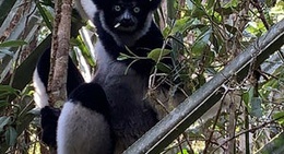 obrázek - Analamazaotra National Park