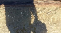 obrázek - youghall beach