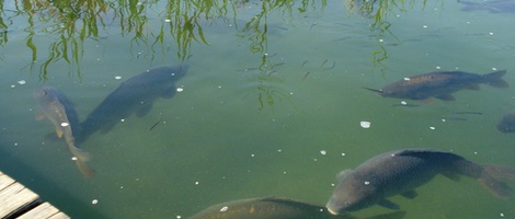 obrázek - Obersammelsdorf