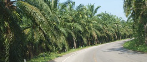 obrázek - Ban Chong Phli