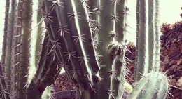obrázek - Jardin de Cactus