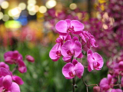 obrázek - Mezinárodní výstava orchidejí,