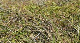 obrázek - Cervantes General Store