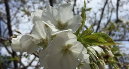 obrázek - 平草原公園