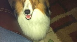 obrázek - Hometown Kyle