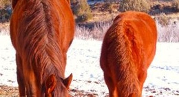 obrázek - City of Show Low