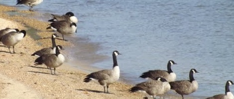 obrázek - Henderson