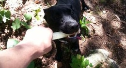 obrázek - Lac Labelle