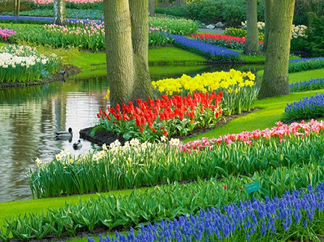 obrázek - Jarní zájezd pro 1 osobu za tulipány do