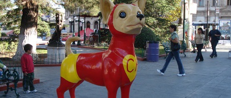obrázek - Chihuahua