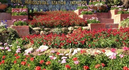 obrázek - Royal Agricultural Station - Inthanon (สถานีเกษตรหลวงอินทนนท์)