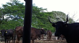 obrázek - Agropecuaria Los Nopales