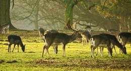 obrázek - Wildpark Dülmen