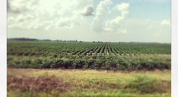 obrázek - Stuttgart, AR