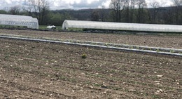 obrázek - Crystal Valley Produce