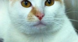 obrázek - Guadalupe County Humane Society