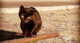 obrázek - Africano Restaurant