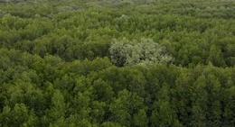 obrázek - สิรินาถราชินี ศูนย์ศึกษาเรียนรู้ ระบบนิเวศป่าชายเลน