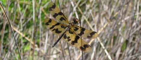 obrázek - Harrington