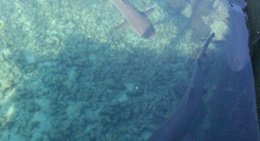 obrázek - Penangkaran ikan hiu karimun jawa