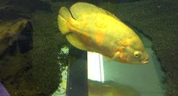 obrázek - Giardinia Centro Verde (Giovannelli)