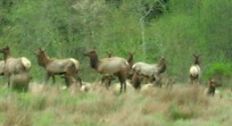 obrázek - Elk Meadow