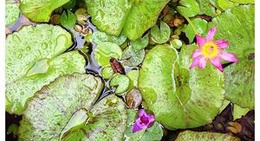 obrázek - Doi Suthep-Pui Natural Park