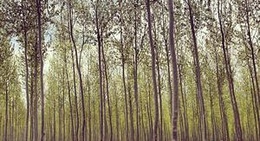 obrázek - Green Wood Tree Farm