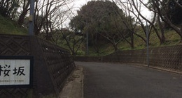 obrázek - 桜坂(松島)