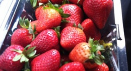 obrázek - Fiddlehead Farms Marketplace