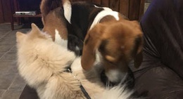 obrázek - Bulachauri