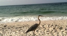 obrázek - The Beach