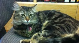 obrázek - Moonshine Shop