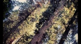 obrázek - Redwood Mountain Grove