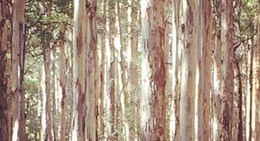 obrázek - Boranup Forest