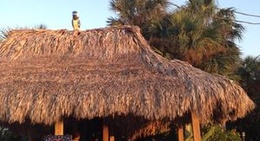 obrázek - Blue Parrot