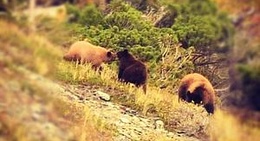 obrázek - East Glacier Park, MT