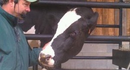 obrázek - Steed's Dairy Farm