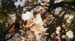 obrázek - 南山植物园