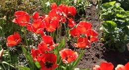 obrázek - Muuga aedlinn