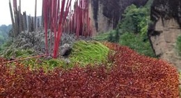 obrázek - Ма Тоу. Чайная долина среди гор У И