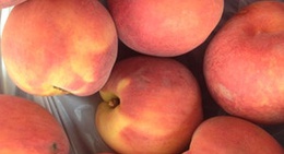 obrázek - Behrends Orchards Peach Stand