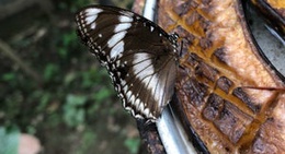 obrázek - Butterfly House