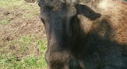 obrázek - Grönåsens älgpark