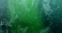 obrázek - Eleftherias Square (Πλατεία Ελευθερίας)