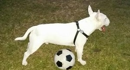 obrázek - Ahwahnee Hills Park